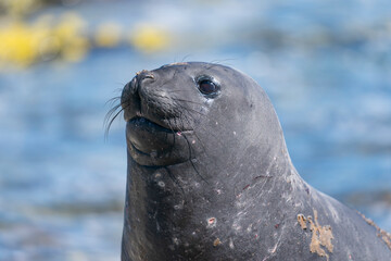 Fototapeta premium The Elephant Seal (Mirounga leonina)