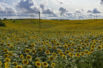 Obraz premium Beautiful and large sunflowers on a sunny day on the field.