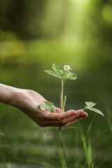 environment Earth Day In the hands of trees growing seedlings. Bokeh green Background Female hand holding tree on nature field grass Forest conservation concept