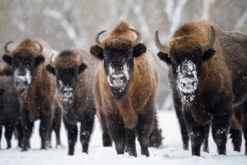 Rolgordijnen Wild european bisons © alexugalek