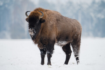 Wild bison - obrazy, fototapety, plakaty
