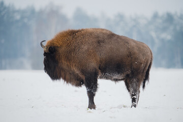 Bison in winter © alexugalek
