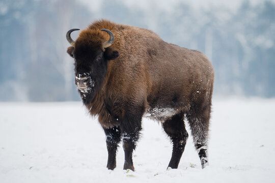 Wild bison