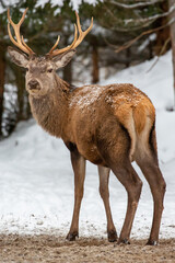 Deer at the winter forest