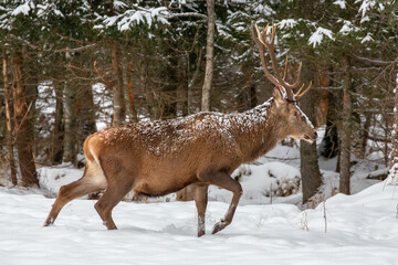 Deer at the winter forest