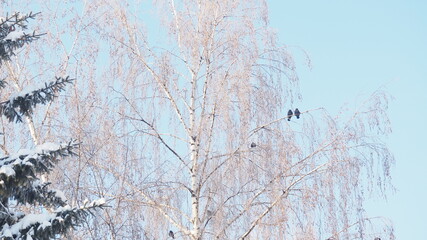 Beautiful trees at winter season with birds frozen trees against a blue sky