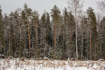 Fototapeta premium Deer at the winter forest