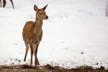 Deer at the winter forest