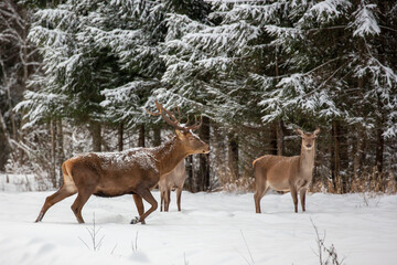 Obraz premium Deer at the winter forest