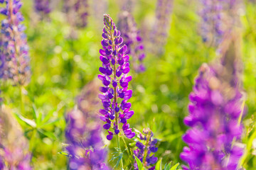 Beautiful blooming lupine flowers in spring time. Field of lupines plants background. Violet wild spring and summer flowers. Gentle warm soft colors selective focus, blurred background