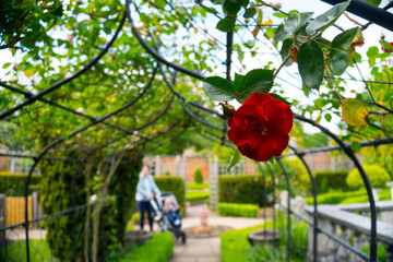 Obraz premium Dark red rose on one side on a railing with bokeh blurred bacjground.
