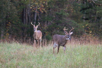 Whitetail deer