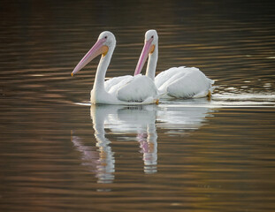 2 American White Pelicans