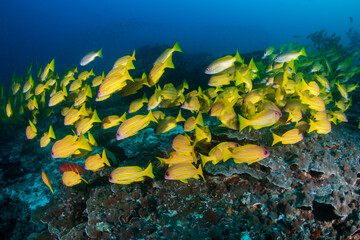 Obraz na płótnie Canvas School of colorful five-lined Snapper (Lutjanus quinquelineatus) on a coral reef in the Andaman Sea