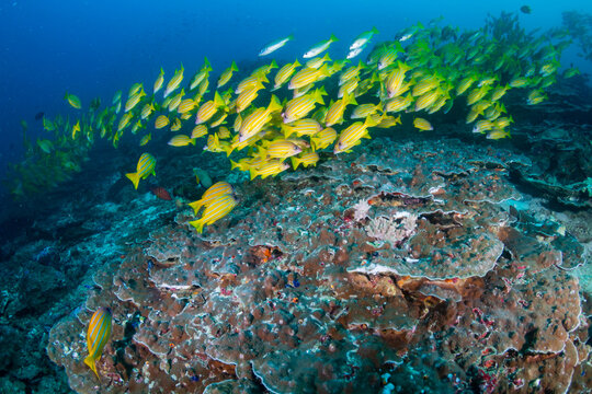 School of colorful five-lined Snapper (Lutjanus quinquelineatus) on a coral reef in the Andaman Sea