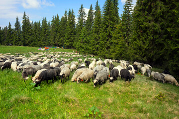 Obraz premium Carpathian sheep and tents