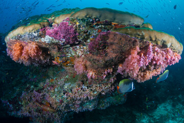 Schools of colorful tropical fish swimming around corals on a tropical reef in Asia