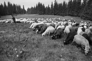 Carpathian sheep and tents