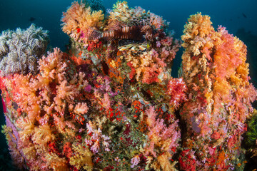 Naklejka na ściany i meble Lionfish (Devil Firefish) on a tropical coral reef.