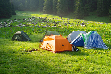 Carpathian sheep and tents
