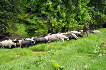 Carpathian sheep and tents