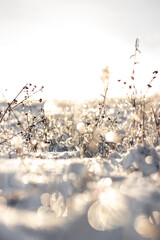 Schneebedecktes Feld mit Ackerpflanzen - 410237765