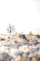 Schneebedecktes Feld mit Baum im Hintergrund - 410237783