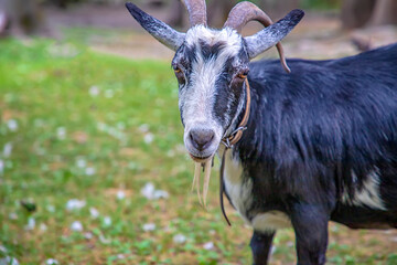 Portrait of a cute goat on a farm on the green grass. Goat on pasture