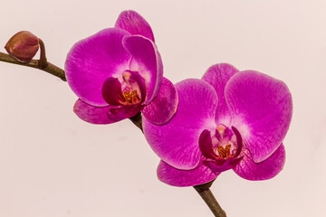 Orquídea IMG_8015