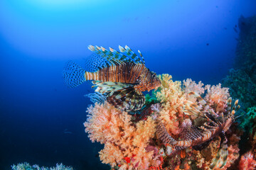 Fototapeta na wymiar Common Lionfish (Pterois Miles) on a colorful coral reef
