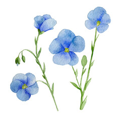 Hand drawn beautiful watercolor Flax Flower. 600 DPI