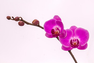 Orquídea IMG_8016