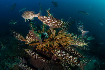 A school of long-nose Emperor fish in hunting textures swarm on a hard coral on a tropical reef