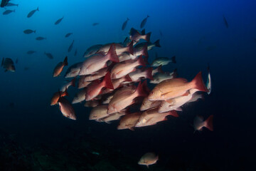 School of Red Snapper with a dark blue ocean backdrop on an Asian coral reef - obrazy, fototapety, plakaty