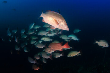 School of Red Snapper with a dark blue ocean backdrop on an Asian coral reef - obrazy, fototapety, plakaty