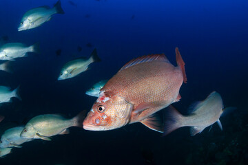 An injured, infected Red Snapper in a blue, tropical ocean - obrazy, fototapety, plakaty