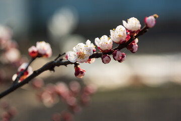 Branch with beautiful apricot blossom on nature bokeh background