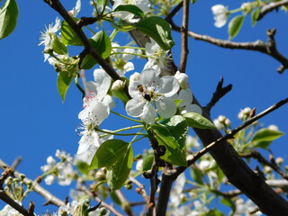 A blooming wild pear, or Pyrus amygdaliformis, tree branch, with white flowers, and a honey bee, in Attica, Greece