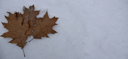 autumn leaves on a snowy background, background