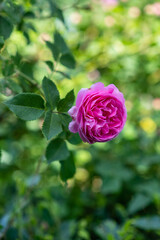 Pink rose in the summer garden