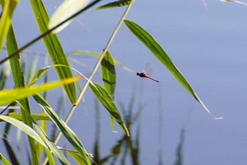 Libellenflug