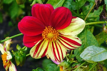 Dahlie mit rot-gelb gestreiften Blättern