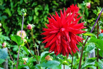 Dahlienblüte rot 