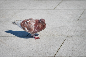 City pigeon on the background of a stone pavement close-up.