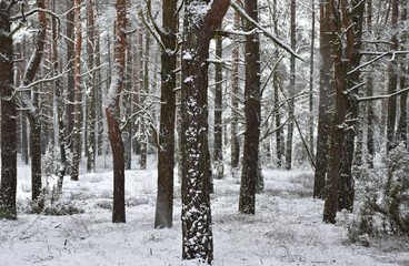 trees in the snow,  bark in snow, tree trunks