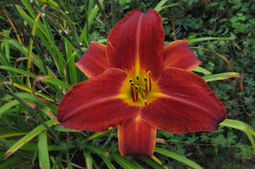 Red and yellow flower with a green leaf background