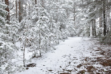 snow covered trees in winter, winter landscape