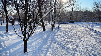 snow covered trees in the park