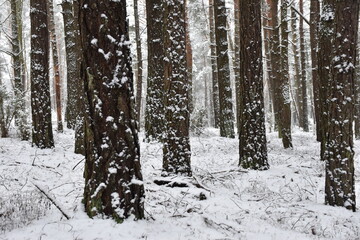 winter forest in the snow, bark in snow