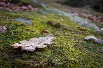 Fall leaf in Devil's grove, Prague, Czech republic
